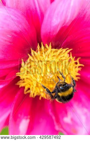 Insect Proboscis. Selective Focus On The Tongue Of A Bumble Bee Sucking Nectar From The Yellow Stame