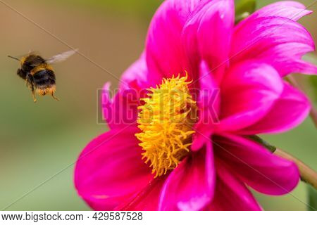 Bee Pollination. Bumblebee With Pollen On Its Legs And Body Flying Away From A Pretty Pink Peoni Flo