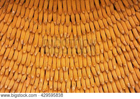 Corn Texture For Background Wallpaper. Background From Corn. Top Quality Orange Maize With Large Mai