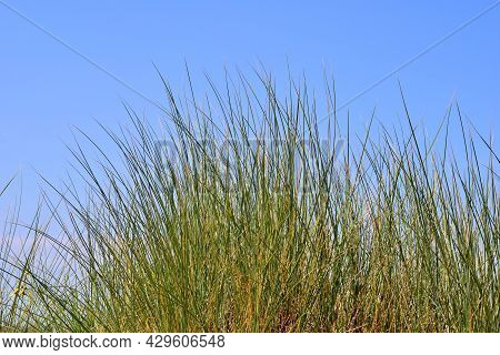 Beachgrasses Against A Clear Blue Sky As A Close-up