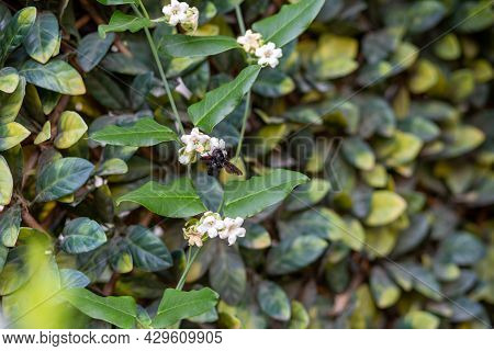 Pollination Of A Flower.
A Beetle On A Flower. A Beetle On A Bush With Flowers. The Beetle Flew To T
