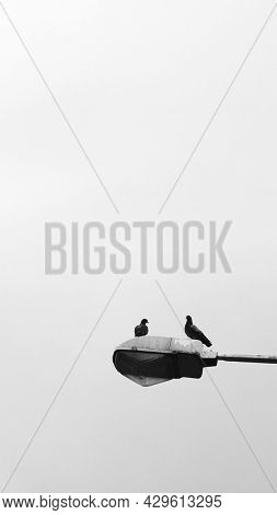 Birds sitting on a lamp post mobile wallpaper