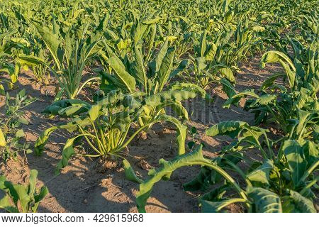 Close-up Of A Field With Half-dried Sugar Beet On A Hot Sunny Summer Day. The Concept Of Crop Dewate