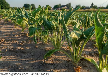 Close-up Of Rows In A Field With Half-dried Sugar Beet On A Hot Sunny Summer Day. Concept Of Crop De