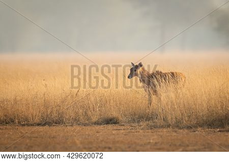 Female Nilgai Or Blue Bull Or Boselaphus Tragocamelus A Largest Asian Antelope Side Profile In Open 