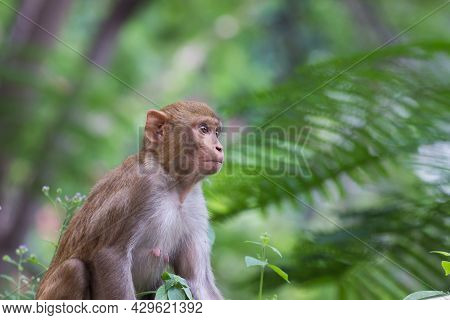 Young Monkey Also Know As The Rhesus Macaque Sitting Under The Tree In A Playful Mood
