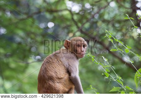 Young Monkey Also Know As The Rhesus Macaque Sitting Under The Tree In A Playful Mood