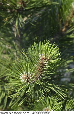 Bosnian Pine Malinki - Latin Name - Pinus Heldreichii Malinki