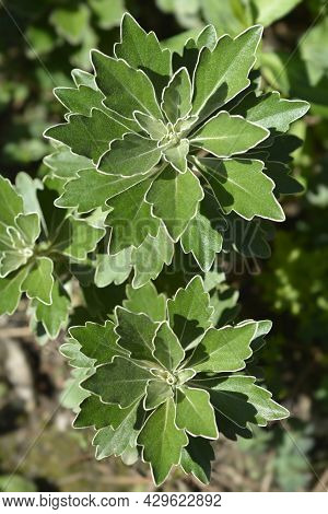 Gold And Silver Chrisanthemum Leaves - Latin Name - Ajania Pacifica