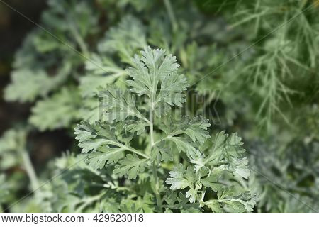 Common Wormwood Leaves - Latin Name - Artemisia Absinthium