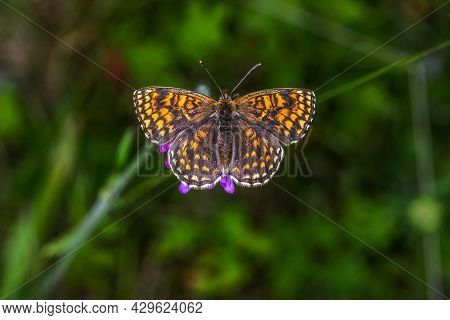 Heath Fritillary (melitaea Athalia)