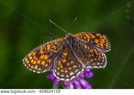Heath Fritillary (melitaea Athalia)