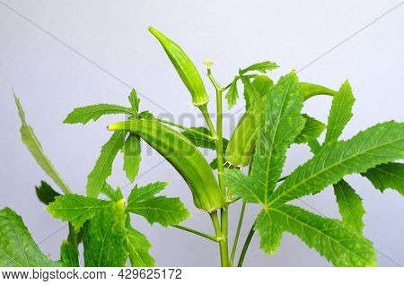 Abelmosch Edible, Or Okra (lat. Abelmoschus Esculentus) Is A Tropical Plant Of The Malvaceae Family.