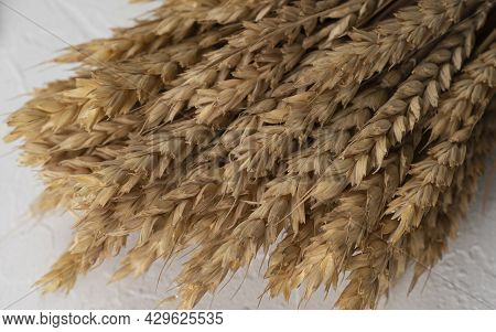 Wheat Rye Barley Oat Seeds. Whole, Barley, Harvest Wheat Sprouts. Wheat Grain Ear Or Rye Spike Plant