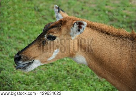 Head Of Nilgau Antelope Close-up In Profile On Green Grass Background In A Zoo In An Open Enclosure 