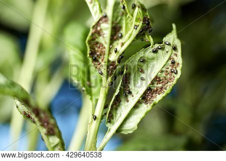 The Aphid Sucks The Juice From The Cherry Leaves And Harms The Shoots.