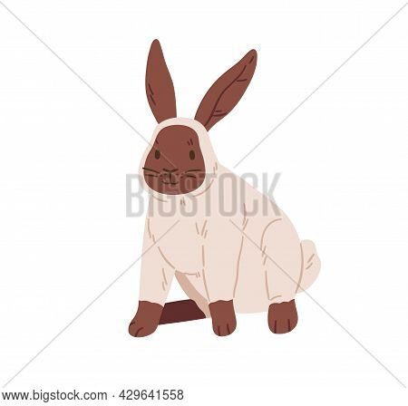 Cute Rabbit Of Siamese Breed With Spot On Face. Portrait Of Adorable Bunny Animal. Spotty Coney Pet 