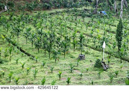 Aerial View Of Areca Palm (supari) Farm In India