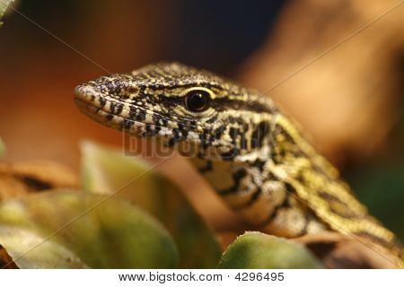 Here's Looking At You