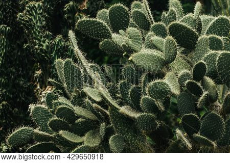 Prickly pear with its spines