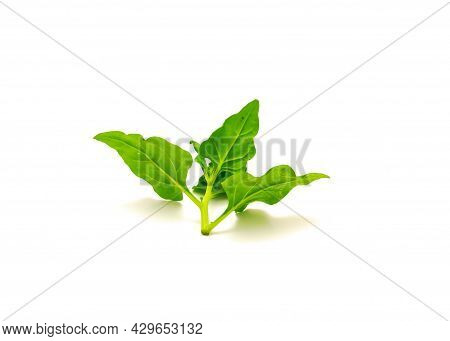 Branch Of New Zealand Spinach Or Tetragonia Tetragonioides Leaves Isolated On White