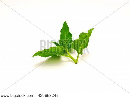 Branch Of New Zealand Spinach Or Tetragonia Tetragonioides Leaves Isolated On White