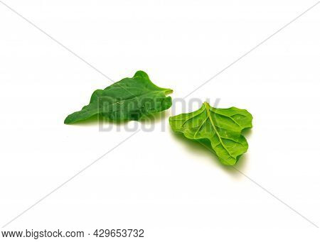Two Homegrown New Zealand Spinach Or Tetragonia Tetragonioides Leaves Isolated On White