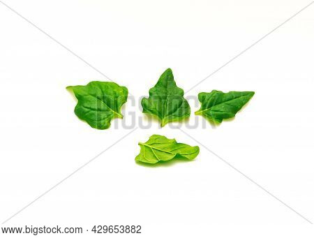 Pile Of Homegrown New Zealand Spinach Or Tetragonia Tetragonioides Leaves Isolated On White
