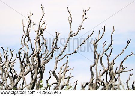 Parched Branches On A Burnt Chaparral Plant Caused From A Wildfire Taken At A Decimated Burn Area In