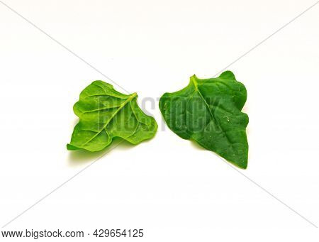Two Homegrown New Zealand Spinach Or Tetragonia Tetragonioides Leaves Isolated On White