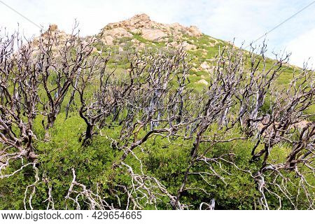 Remnants Of Burnt Chaparral Plants Caused From A Past Wildfire Besides New Growth Plants On Arid Bad