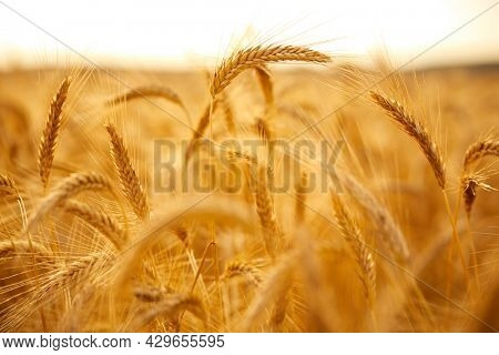 field with organic wheets closeup