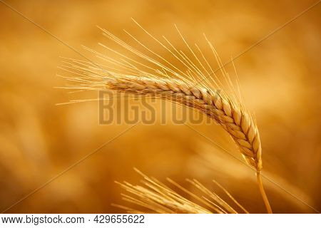 field with organic wheets closeup