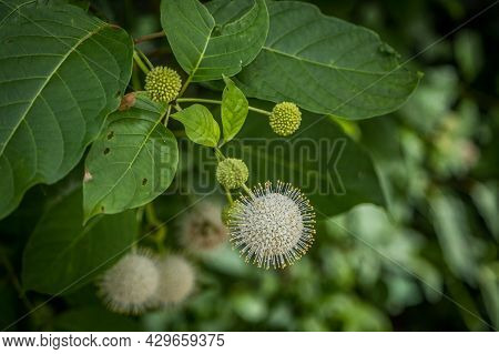 A Single Full Bloom On A Buttonbush Plant A Ball Shape White Flower With Yellow Tips That Attracts B