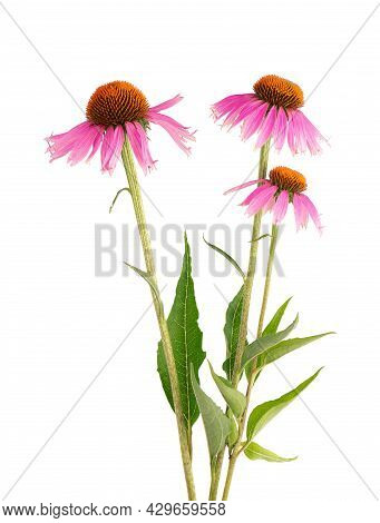 Echinacea Purpurea Flowers Isolated On White Background. Medicinal Herbal Plant.