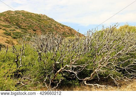 Old Growth Chaparral Shrubs Burnt From A Past Wildfire Besides New Growth Chaparral Shrubs Taken On 