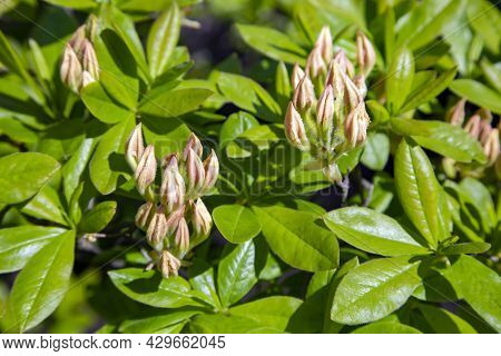 Gently Pink Buds Rhododendron Catawbiense Grandiflorum Bush Closeup On A Bright Spring Day. Concept 