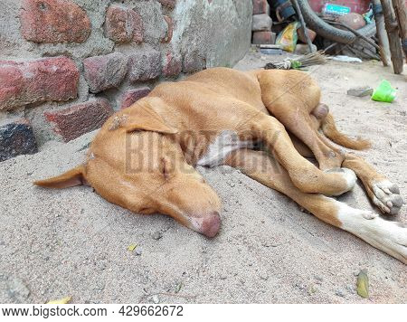 A Sleeping Dog Indian Desi Village Photos