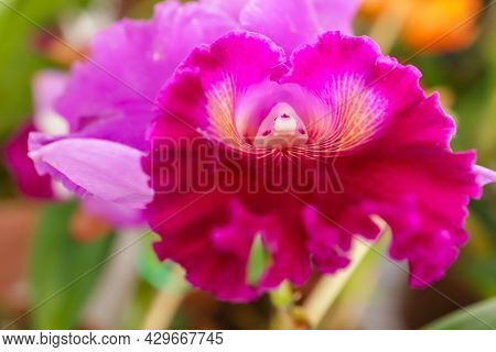 Blz Dumbrit X Chunyeah Orchid Flower With Center Focus And Rest Of Image Blurred