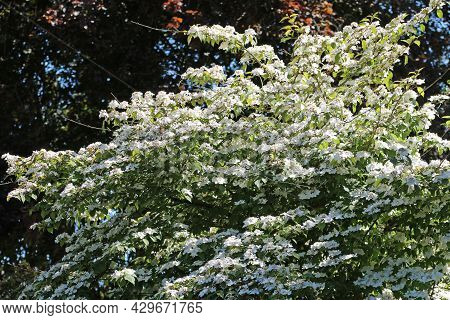 Early Season Japanese Snowball Bush, Viburnum Plicatum Form Tomentosum Variety Pink Beauty, White Fl