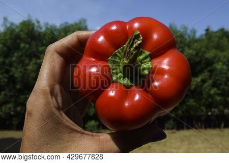 Female Holding Bellpepper . Top View Of Bright Red Bell Pepper Paprika Or Sweet Pepper Also Known As