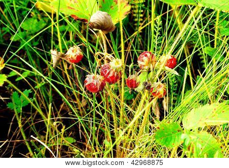 Wild Strawberry