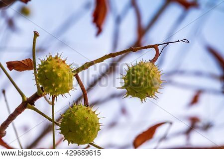Horse Chestnut Fruits Hanging On The Tree In Autumn, In Leaves And Branches. Aesculus Hippocastanum,