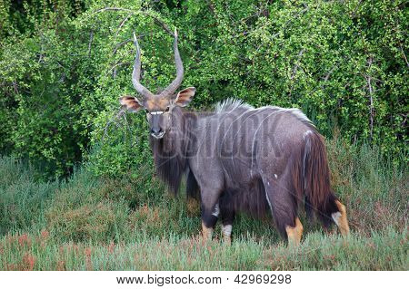 Nyala maschio