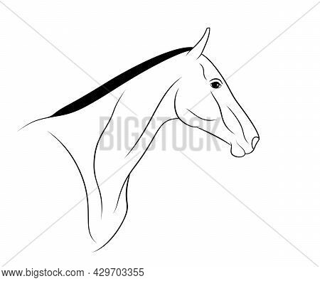 Akhal-teke Horse Portrait Is On A White Background.