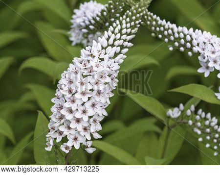 Closeup Of White Flower Spikes Of Gooseneck Loosestrife