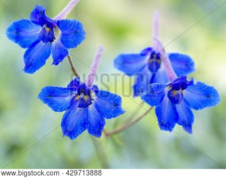 Pretty Blue Flowers Of Rockslide Larkspur, Delphinium Glareosum