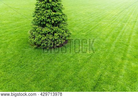 One Fresh Bright Spruce Tree Growing On Manicured Mowed Green Grass Lawn Field At Yard, City Park Or