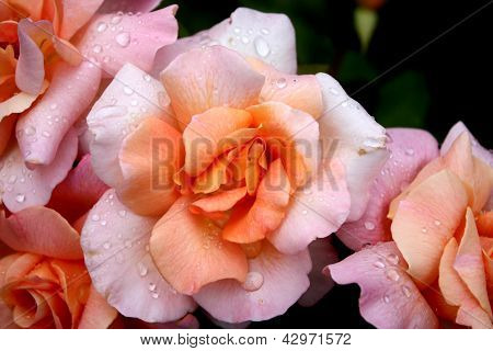 roses
