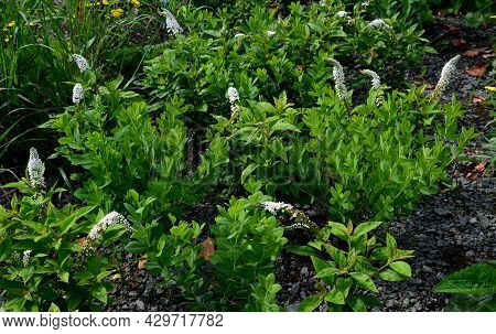 Is A Perennial With An Upright Habit Reaching A Height Of About 90 Cm. Thanks To The Vital Undergrou